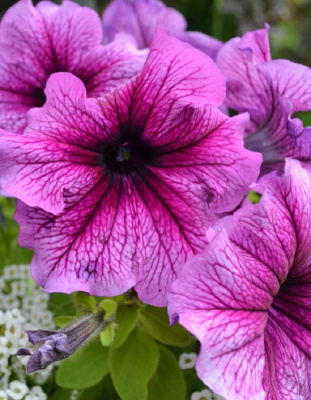 Петуния грандифлора Тритуния F1 Плам (Syngenta) 10 др