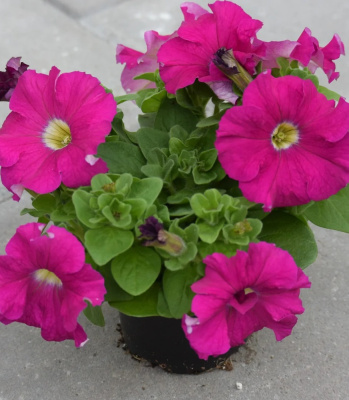 Петуния грандифлора Игл Роуз100 др (PanAmerican Seed)