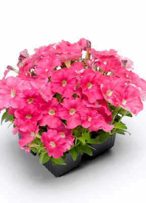 Петуния грандифлора Суперкаскад Роуз (PanAmerican Seed) 100 др