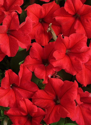 Петуния грандифлора Тритуния Ред (Syngenta)100 др