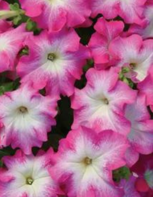 Петуния грандифлора Дримс Роуз Морн (PanAmerican Seed) 100 др