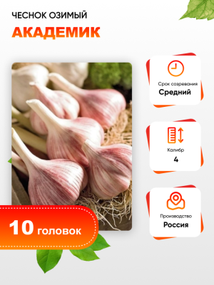 Чеснок Академик 1 уп. (10 головок) калибр 4