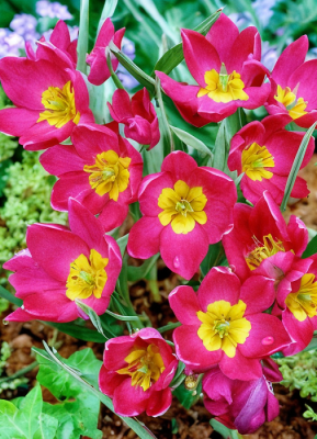 Тюльпан Пульчелла Одалиск 1шт (АКЦИЯ)