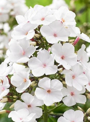 Флокс Попай