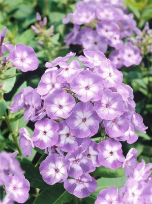 Флокс Катерина