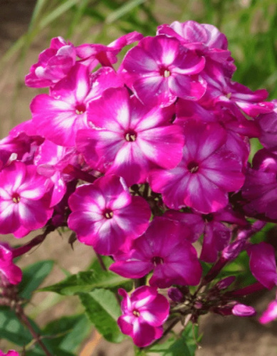 Флокс Модерн Арт