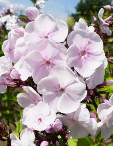 Флокс Моника Линден Белл