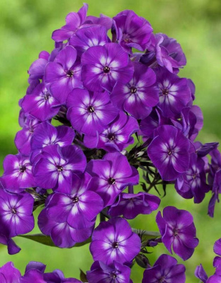 Флокс Успех