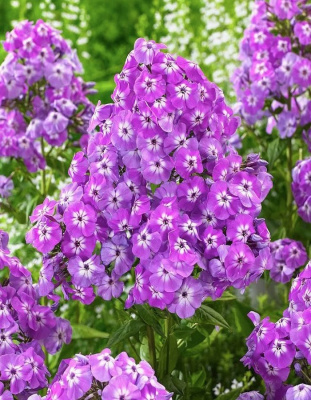 Флокс Голиаф