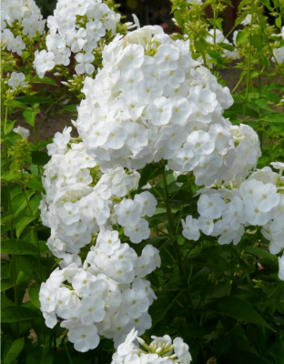 Флокс Вайт Адмирал