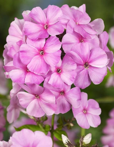 Флокс Пинки Хилл