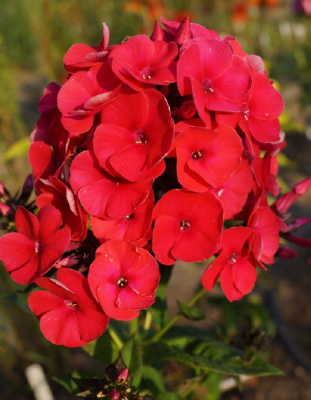 Флокс Гренадин Дрим