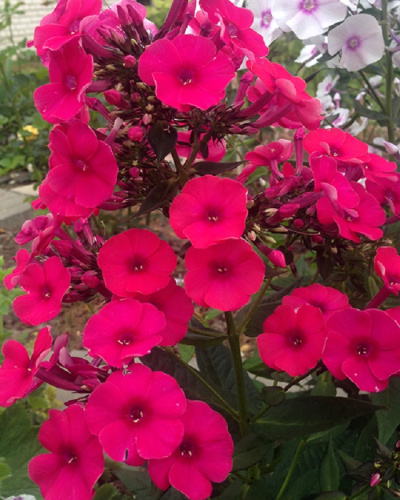 Флокс Мисс Мэри