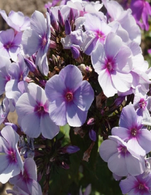 Флокс Свизл Блю