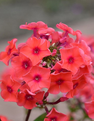 Флокс Текила Санрайз