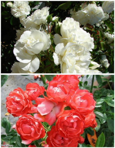 Набор роз "Цветущие миры" 2 саженца