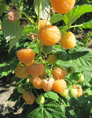 Малина ремонтантная Утренняя Роса