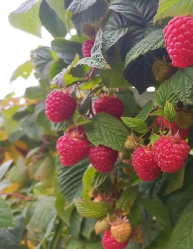 Малина ремонтантная Пингвин