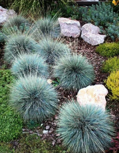 Овсяница сизая Фестина ASF 1 шт Р9