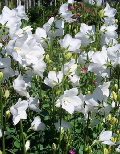 Колокольчик персиколистый Айсберг ASF 1 шт Р9