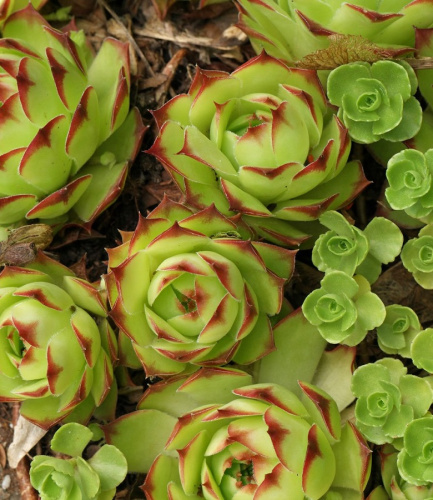 Молодило кровельное ASF 1 шт Р9