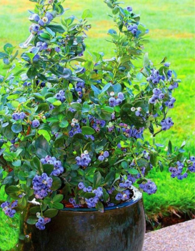 Голубика Река