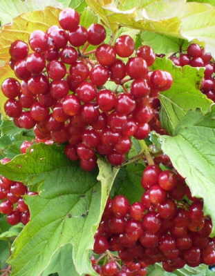 Калина Жолобовская