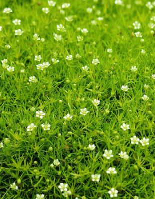 Мшанка ASF 1 шт Р9