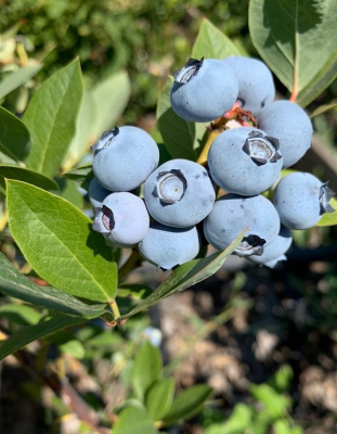 Голубика высокорослая Торо