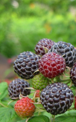 Малина Кумберленд