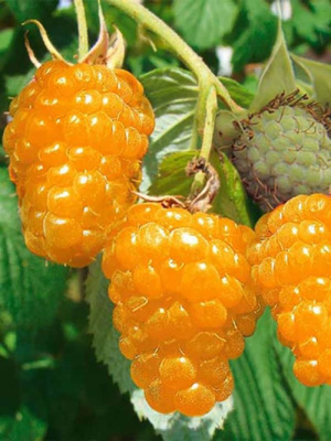 Малина Желтый гигант