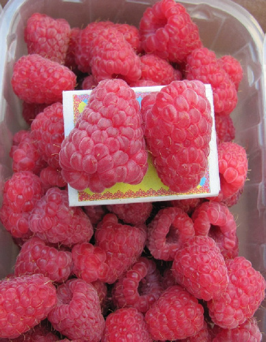 Малина Лячка