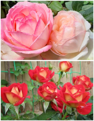 Набор роз "Робкий поцелуй1" 2 саженца