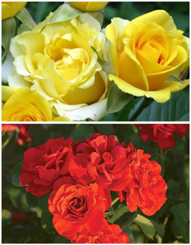 Набор роз "Улыбка осени1" 2 саженца