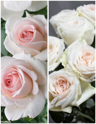 Набор роз "Ванильное небо1" 2 саженца