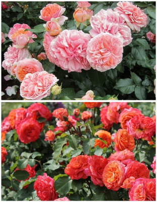 Набор роз "Сладкие грёзы1" 2 саженца