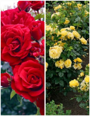 Набор роз "Рождение звезды1" 2 саженца