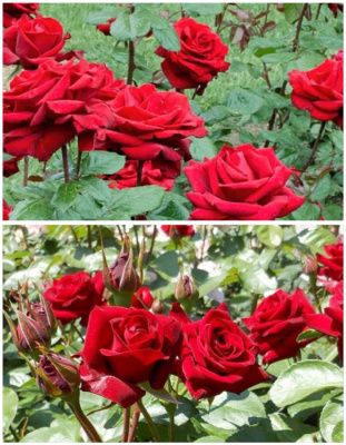 Набор роз "ДНК страсти1" 2 саженца