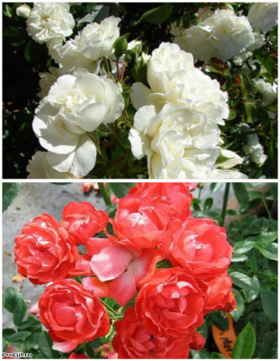 Набор роз "Цветущие миры1" 2 саженца