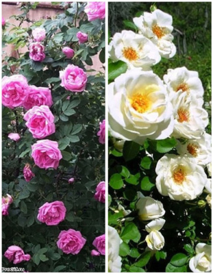 Набор роз "Млечный путь1" 2 саженца