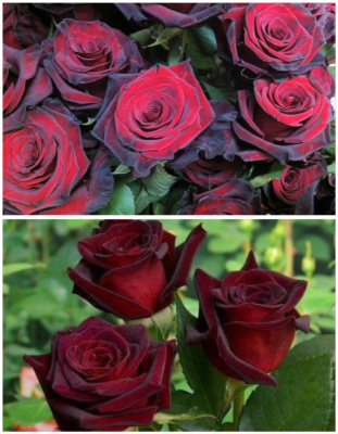 Набор роз "Магия черного1" 2 саженца