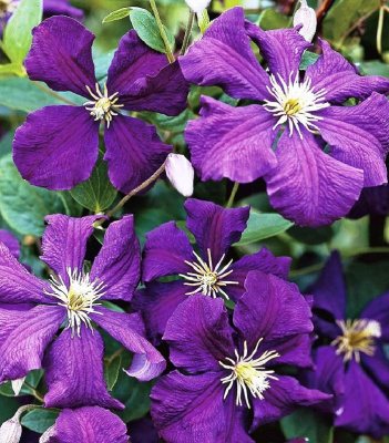 Клематис Жакмана 1 шт Р9