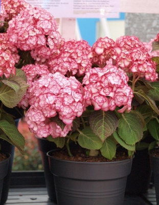 Гортензия крупнолистная Ю энд Ми Мисс Саори ASF 1 шт Р9