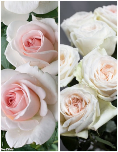 Набор роз "Ванильное небо" 2 саженца.