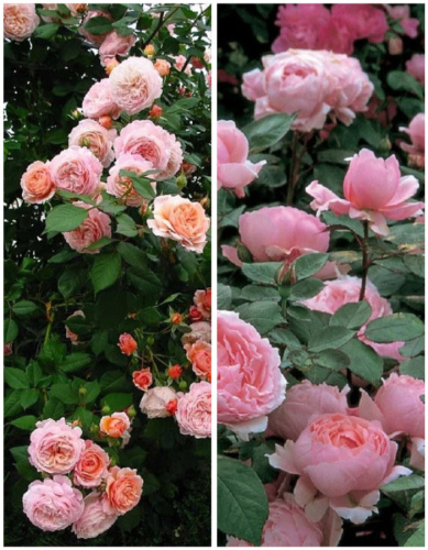 Набор роз "Нежное послание" 2 саженца