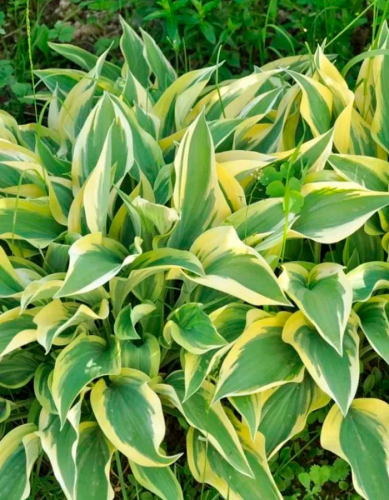 Хоста Лейксайд Дрэгонфлай ASF