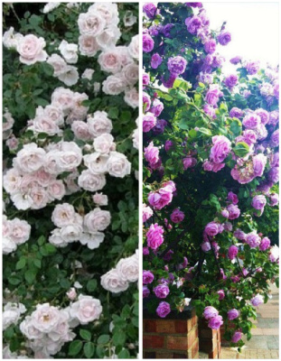 Набор роз "Дикий ангел" 2 саженца