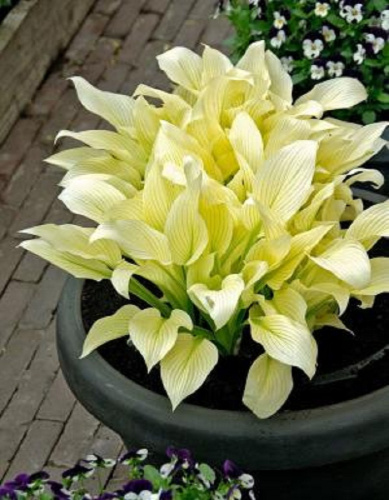 Хоста Вайт Фезер ASF