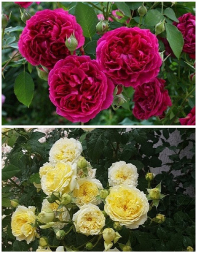 Набор роз "Обещание любви" 2 саженца