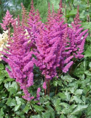 Астильба Вижнс ASF